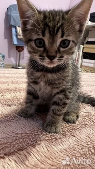 Котенок