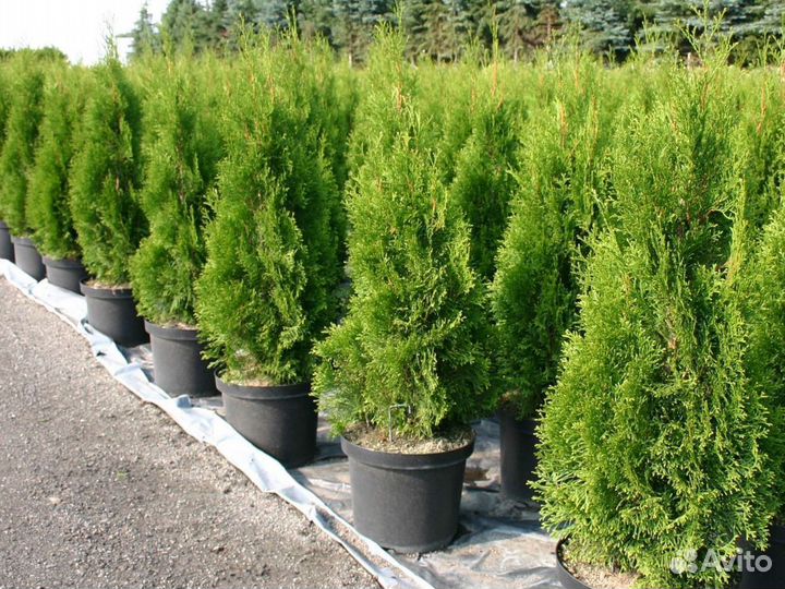 Туя Смарагд в ассортименте