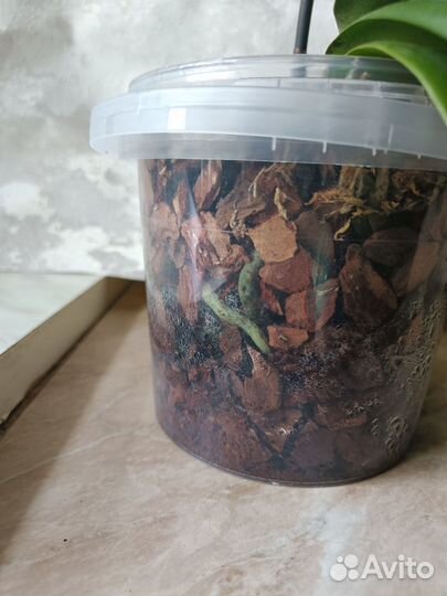 Орхидея пелор Драгон Марпл