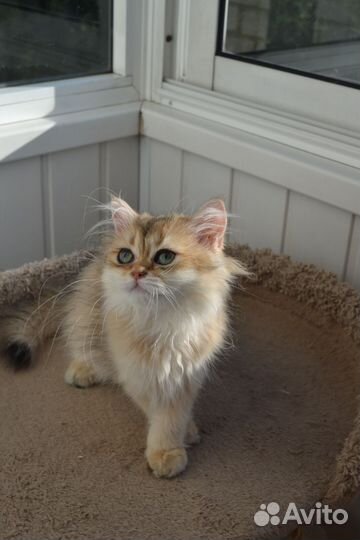 Котята золотая шиншилла