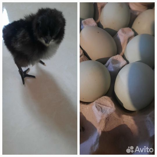 Цыплята Ухейилюй