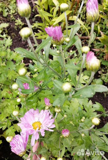 Хризантема