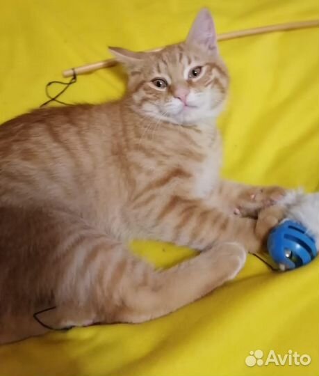 Рыжий малыш