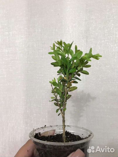 Саженцы самшита