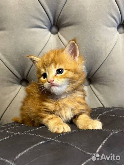 Котята мейн-кун