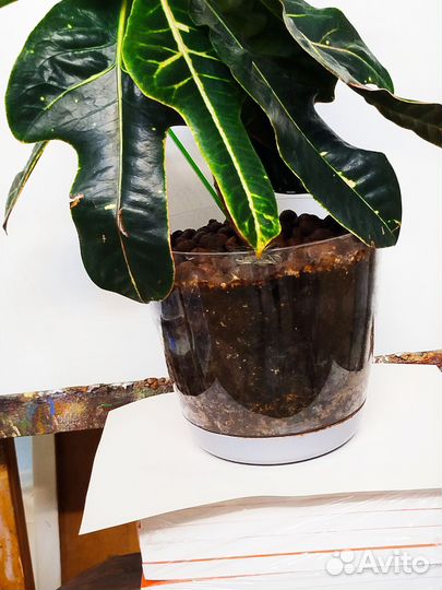 Кодиеум пестролистный Экселент