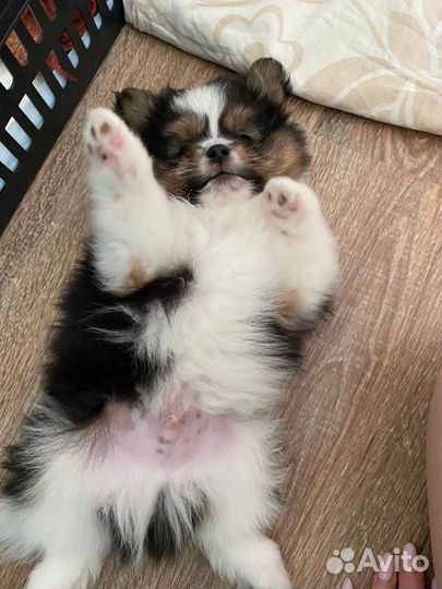 Щенки шпица