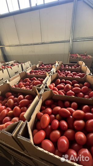 Помидоры, огурцы разные сорта оптом