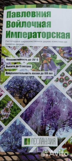 Павловиния