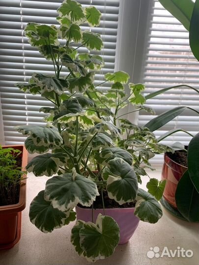 Герань пеларгония