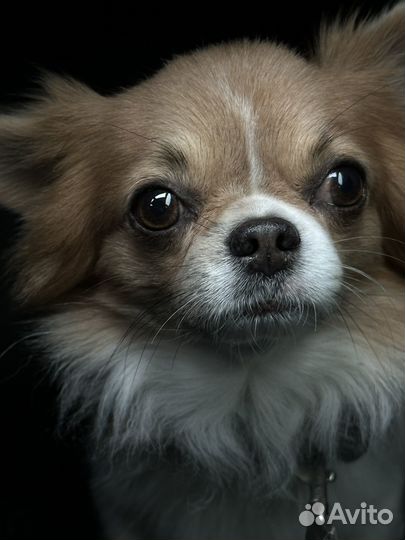 Вязка кобель чихуахуа