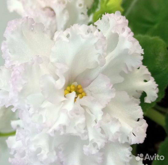 Фиалка набор 5+1