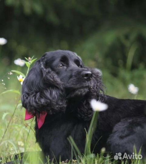 Спаниельку выкинули