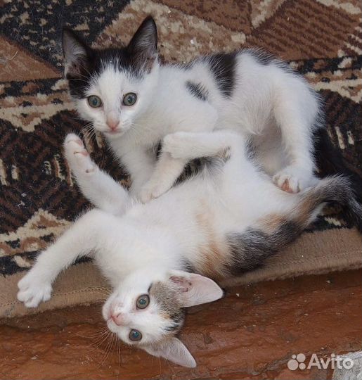 Отдам бесплатно котят в хорошие руки