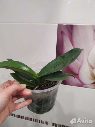 Орхидея фаленопсис