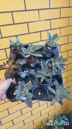 Кактусы и суккуленты