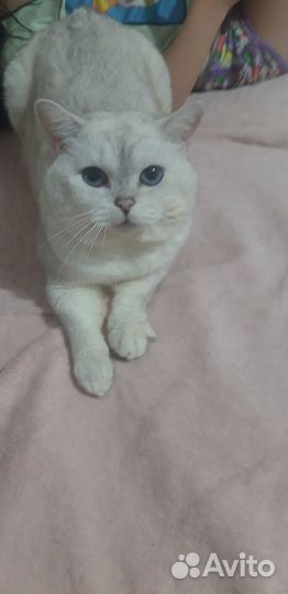 Шотландский кот вязка
