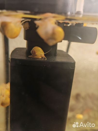 Улитки ампулярии и катушки