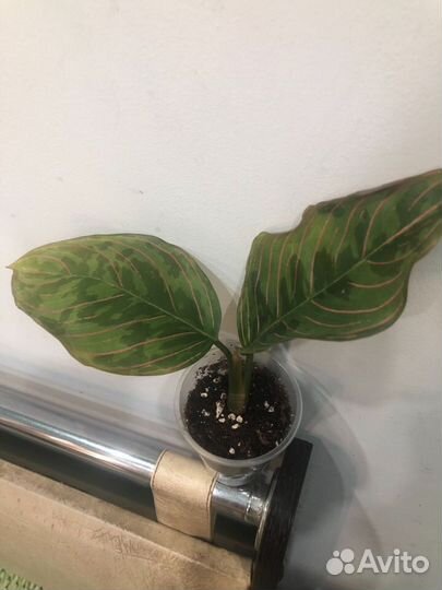 Аглаонемы,домашние,отличная корневая