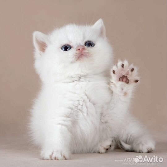 Серебристые Британские шиншиллы