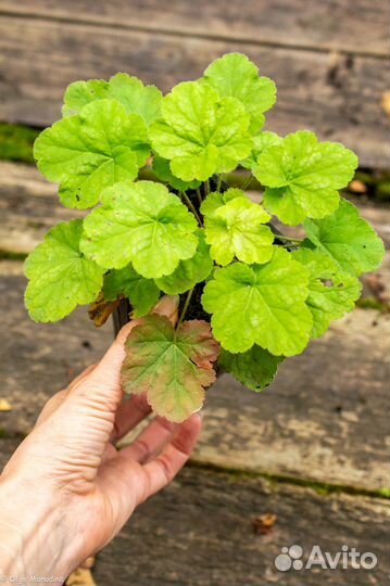 Гейхера, медуница, хоста, осока, многолетники