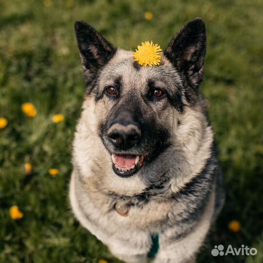 Собака в дар/метис овчарки бесплатно в добрые руки