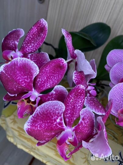 Орхидея фаленопсис
