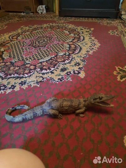 Чучело крокодила