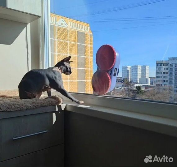 Аренда Робот мойщик окон / Мойка окон