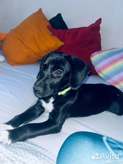 Щенки джек рассел терьер