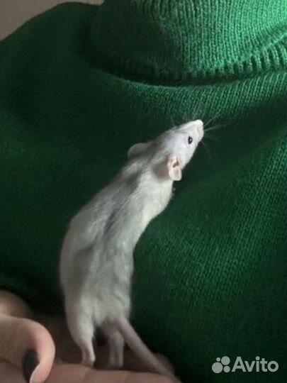 Крысы дамбо девочки-малышки