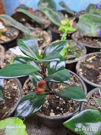 Нематантус (золотая рыбка)