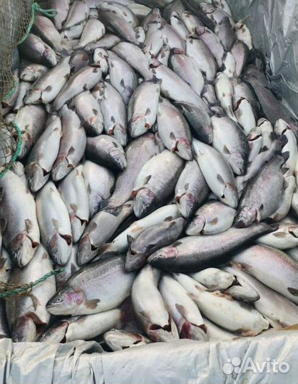 Форель рыба свежая красная