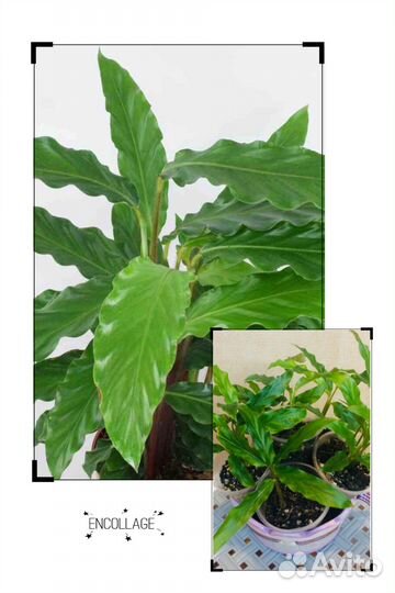 Калатея,Филодендрон,Эпипремнум