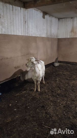 Козы, Овцы оптом