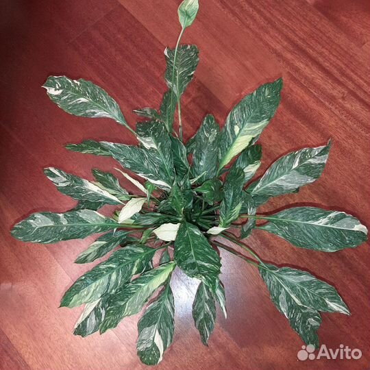 Спатифиллум Вариегатный Джемини