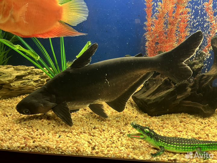 Акулий сом пангасиус