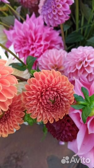 Георгины (Далия) делёнки