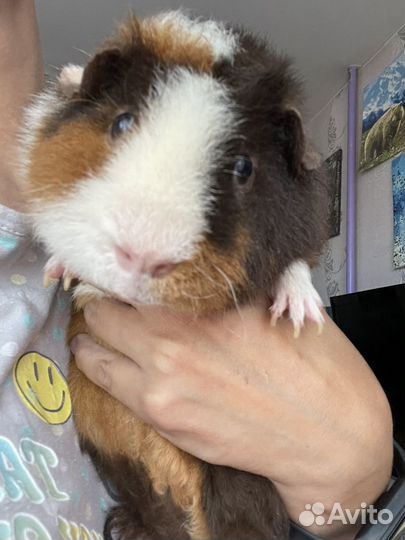 Морские свинки