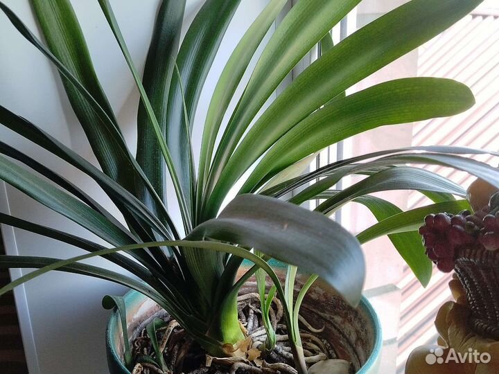 Кливия детки