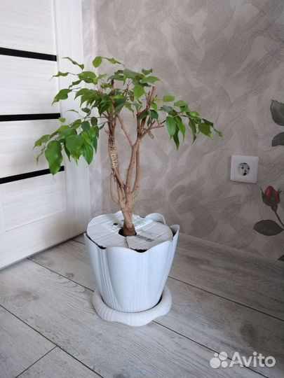 Комнатные растения