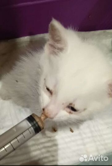 Котенок в добрые руки