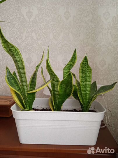 Сансевиерия