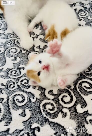 Котята