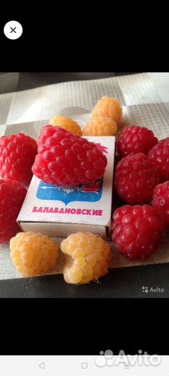 Саженцы малины