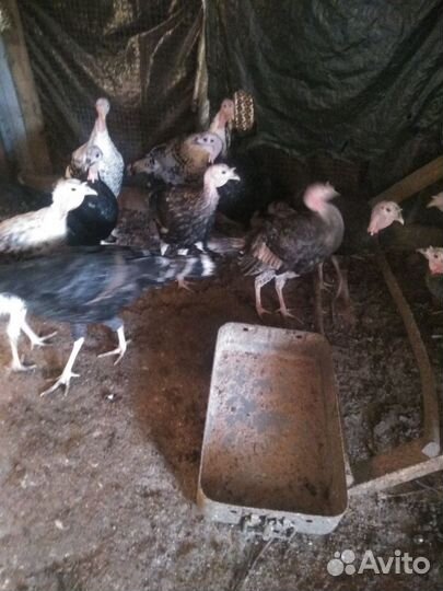 Индюки домашние