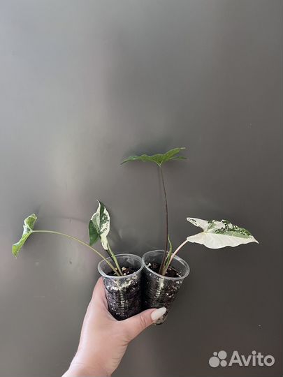 Сингониумы сортовые