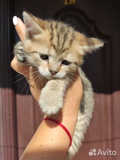 Кошки в добрые руки бесплатно