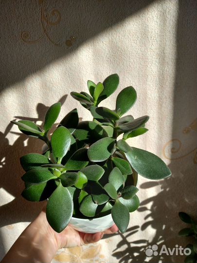 Крассула толстянка