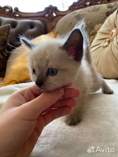 Котята в дар